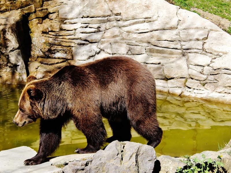 Le parc animalier des Pyrénées